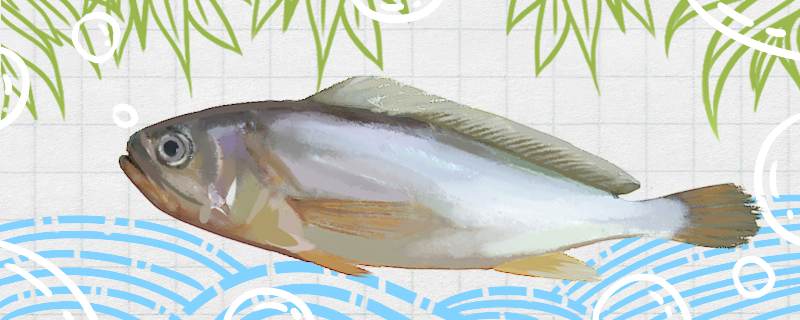 小黄鱼能否人工养殖怎么养殖(小黄鱼能饲养吗)