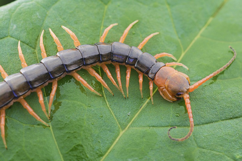 龙鱼吃蜈蚣能增色吗