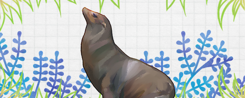 海狮有毛吗有牙齿吗(海狮体表有毛吗)