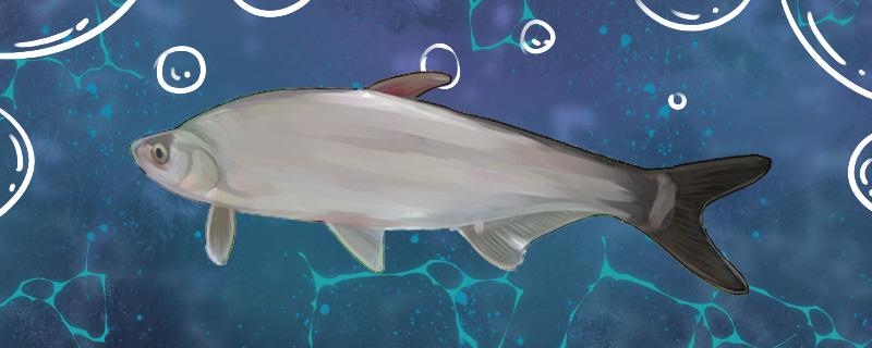 白水鱼刺多吗和鲫鱼哪个刺多(白水鱼刺多吗?)