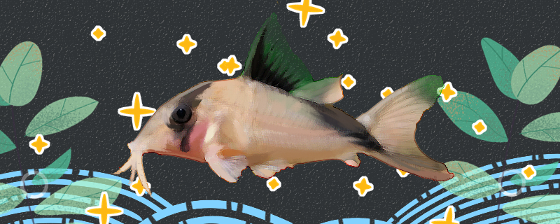 大卫鼠鱼好养吗怎么养(大卫老鼠药图片大全)