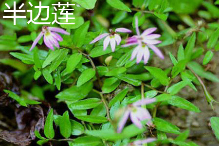 通泉草与半边莲的区别和功效