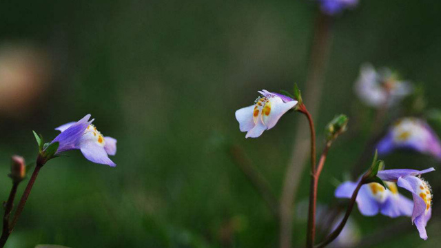 通泉草与半边莲的区别(通泉草与半边莲的区别和功效)