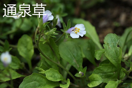 通泉草与半边莲的区别和功效