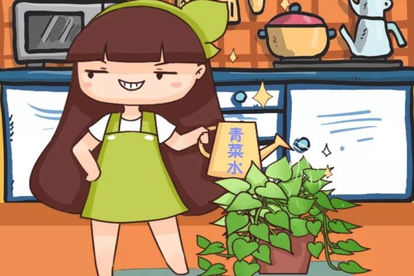 大妈养绿萝7天一碗青菜水3天蹿出8根枝！(绿萝养水里可以活多久)
