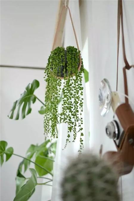 把花吊起来变干花