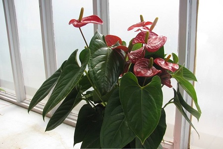 红掌叶子发黄怎么办?怎么养好红掌?