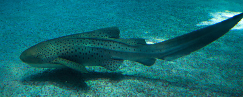 鱼能吃龟粮吗鱼不吃东西怎么办(鱼能吃龟饲料吗)