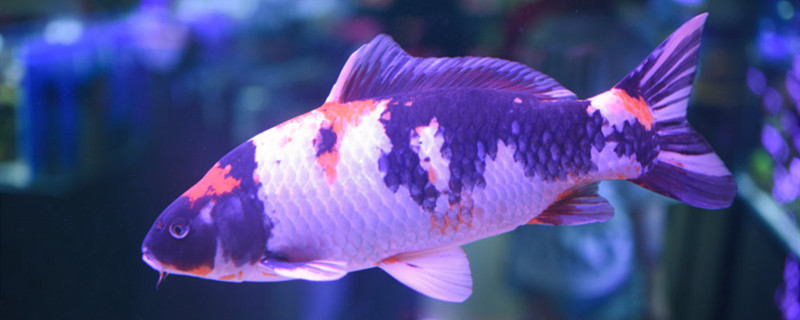 新鱼入缸有几天危险期新鱼入缸前如何养水(新鱼入缸容易得什么病)