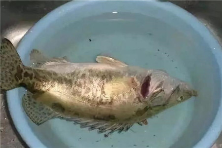 绿萝养水里可以活多久