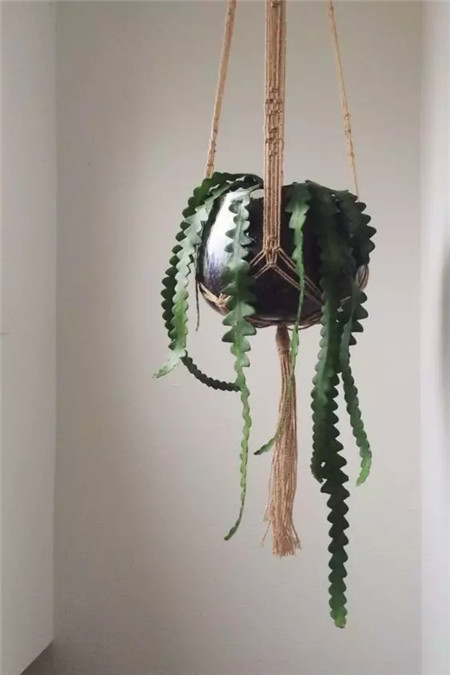 把花吊起来变干花