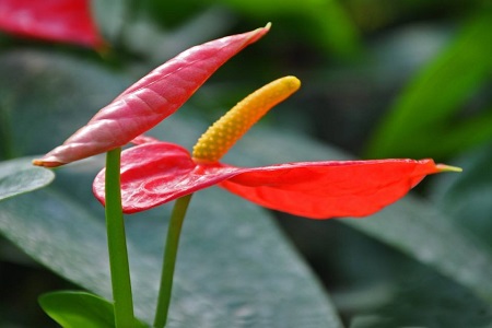 红掌叶子发黄怎么办?怎么养好红掌?