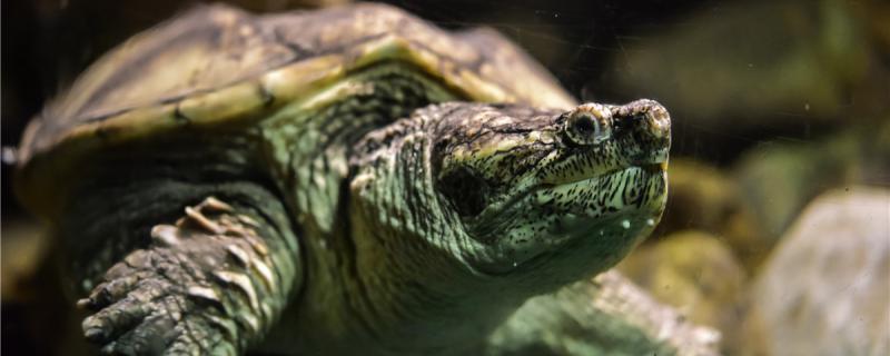 乌龟可以吃樱桃吗乌龟不能吃什么(乌龟能不能吃樱桃)