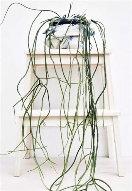 把花吊起来变干花