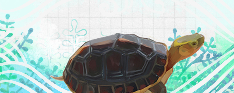 金头龟好养吗怎么养(金头龟好养吗怎么养的)