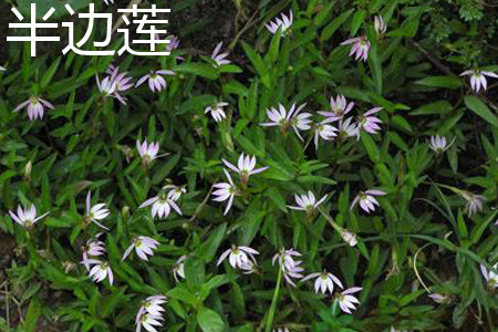 通泉草与半边莲的区别和功效