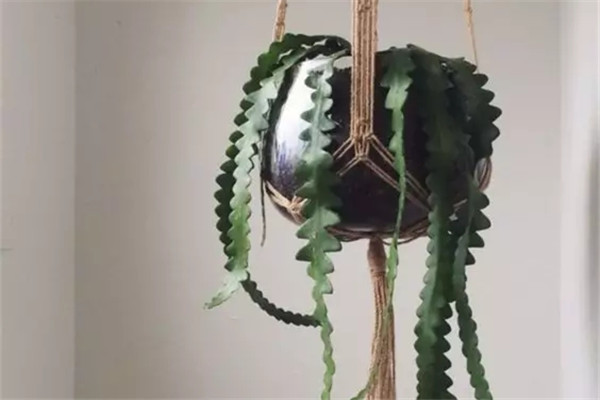 我把这些花吊起来以后简直美炸了！(把花吊起来变干花)