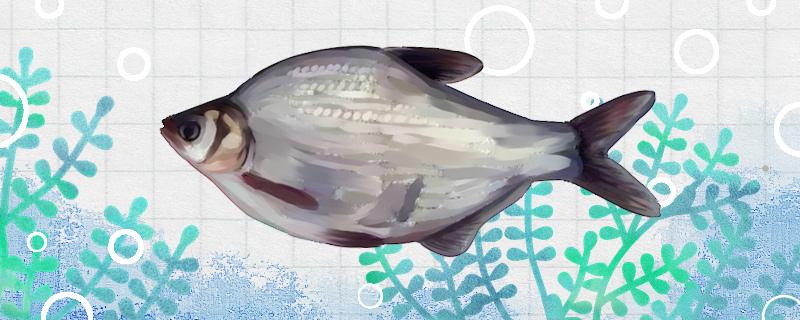 秋天钓鳊鱼是钓底还是钓浮用什么饵料最好(秋天钓鲮鱼用什么饵料最佳)