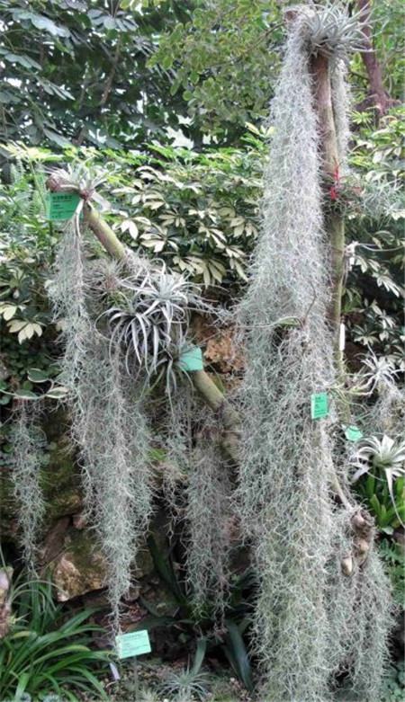 把花吊起来变干花