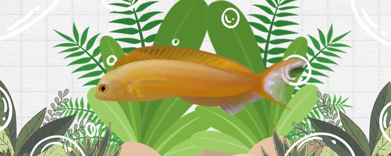黄鸳鸯鱼好养吗怎么养(psn秋促)