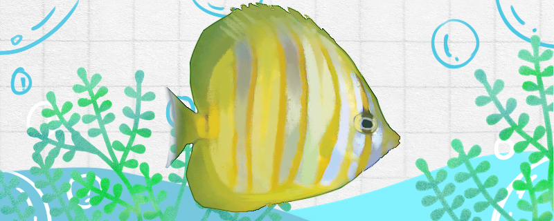 林氏蝴蝶鱼好养吗怎么养(林氏蝴蝶鱼好养吗怎么养视频)