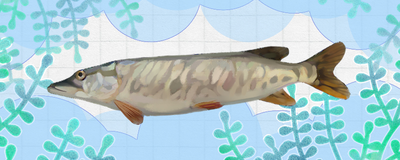 狗鱼吃什么食物多久喂一次食(狗鱼吃饲料吗)