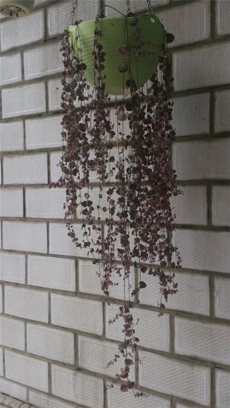 把花吊起来变干花