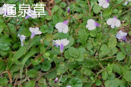 通泉草与半边莲的区别和功效