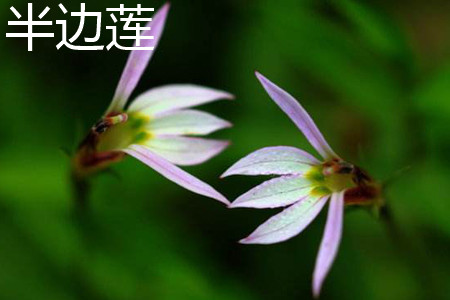 通泉草与半边莲的区别和功效