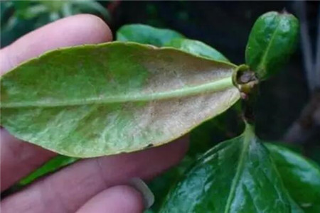 一天吃十根香蕉会怎样