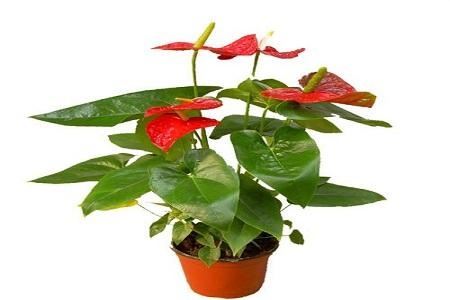 红掌叶子发黄怎么办?怎么养好红掌?