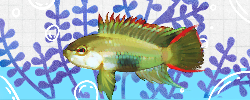 维吉塔短鲷好养吗怎么养(白化维吉塔短鲷)