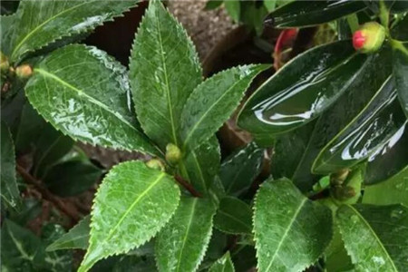 一天吃十根香蕉会怎样