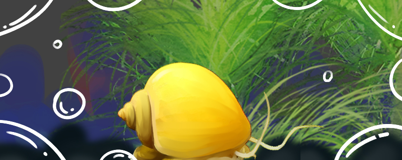 草缸有螺怎么处理什么螺不吃水草(鱼缸里的草螺)