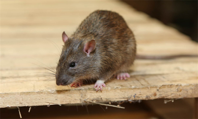 家有老鼠怎么办家里面进老鼠了怎么办(家里有老鼠怎么办?百度知道)