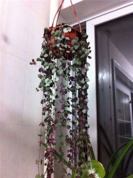 把花吊起来变干花