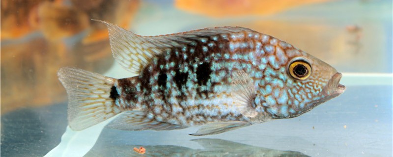 德州豹鱼能长多大长什么样(德州豹鱼怎么养才能起头)