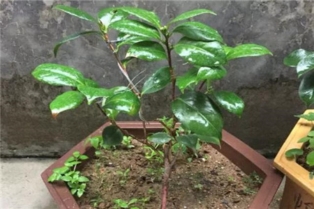 一天吃十根香蕉会怎样