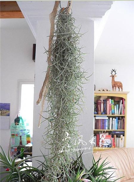 把花吊起来变干花