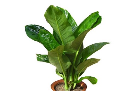 绿霸王的养殖方法是什么