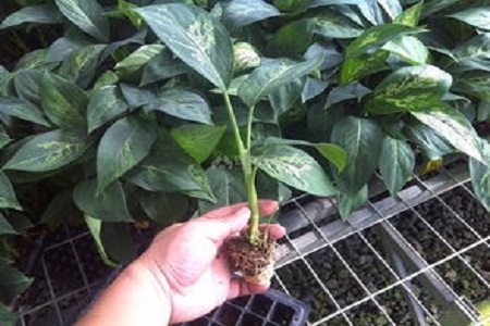 绿霸王的养殖方法是什么