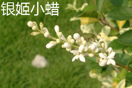 银姬小蜡球属于乔木还是灌木