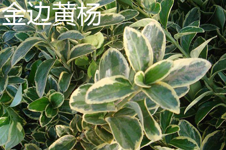 银姬小蜡球属于乔木还是灌木