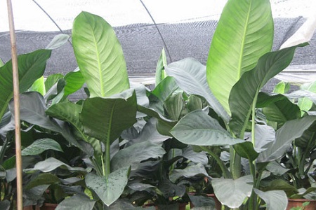 绿霸王的养殖方法是什么