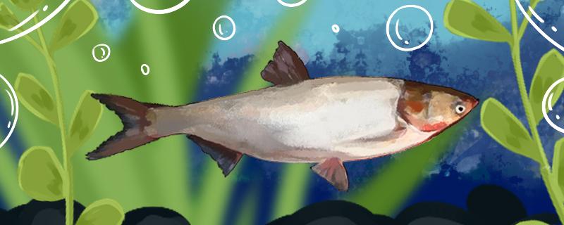 鲢鱼好钓吗怎么钓最好(鲢鱼好钓吗怎么钓最好用)