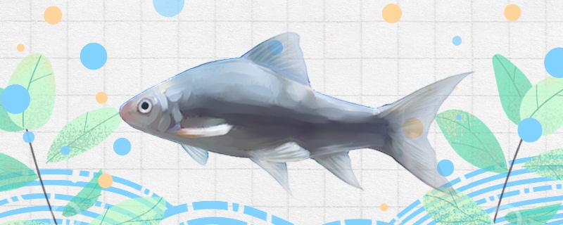 鲮鱼能养在鱼缸里吗怎么养(鮰鱼在鱼缸里能养几天)