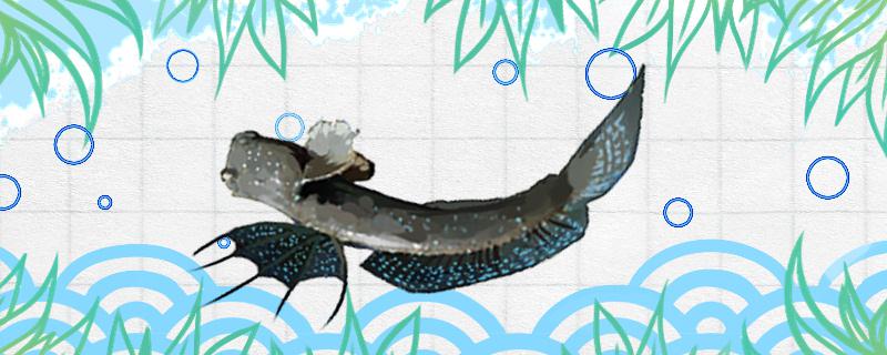 弹涂鱼是两栖动物吗有肺吗(弹涂鱼是爬行动物吗)