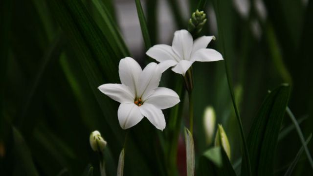 风雨兰的养殖方法(风雨兰的养殖方法和注意事项长春花长)