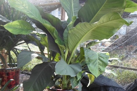 绿霸王的养殖方法是什么