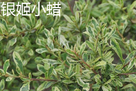银姬小蜡和金边黄杨的区别(银姬小蜡球属于乔木还是灌木)